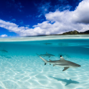 Sharks
