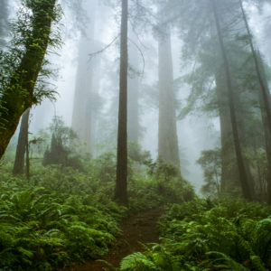 Jungle